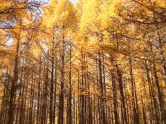 -塞罕坝国家级自然保护区