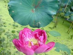 -花开海上生态园