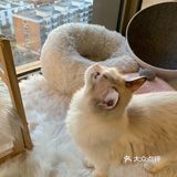 大概有十几只猫，爱睡比较好静，不是特别亲人