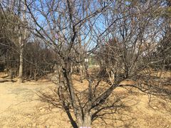 -鹫峰国家森林公园