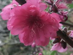 -桃花涧