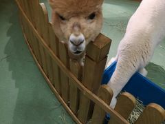 -藦茜花园宠物主题亲子互动体验馆(国顺东路店)