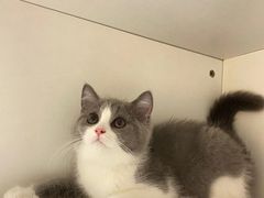 -lincat·猫舍(广州店)