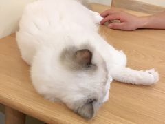 -滚猫咖啡·猫咖·猫友好撸猫(未来城店)