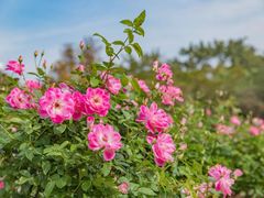 -人民公园(罗湖区)