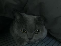 -瑞派紫金宠物医院24小时·骨科·中兽医·重症转诊中心(番禺大石院)