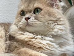 -琪喵猫屋·撸猫猫咖·猫舍