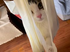 -萌兽医馆·犬猫专科·眼科中心·宠物医院(朝阳门分院)