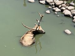 -北京麋鹿生态实验中心