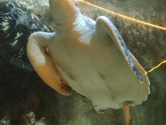 -东方巨龟苑景区