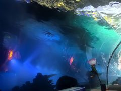 -海棠湾洲际-涛·海底餐厅·美人鱼·自助餐·海底隧道