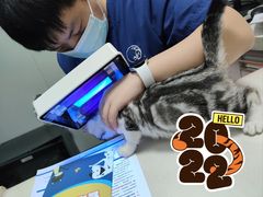 -伟伟宠物医院·瑞派猫友好医院·猫科(光谷店)