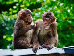 -西岭雪山大飞水景区
