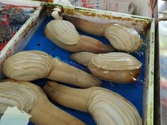 -大湾区中央湿地公园-十九涌
