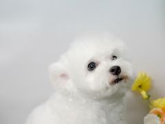 -翊宠yipet猫狗购宠庄园犬舍•猫舍