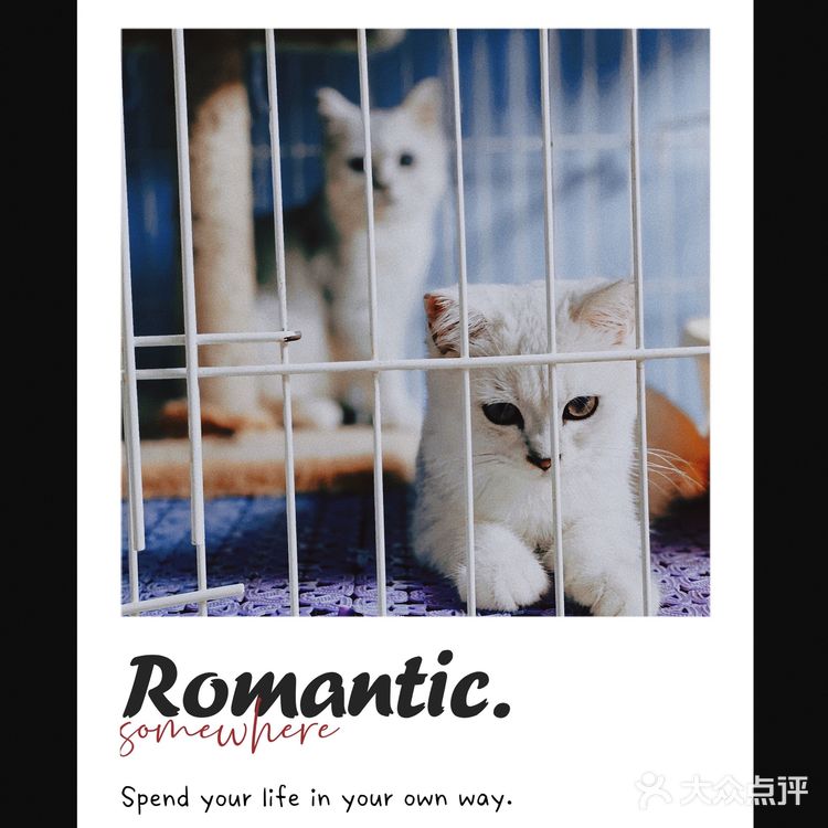 天津探店|唯爱宠物·猫狗专卖（河西店）