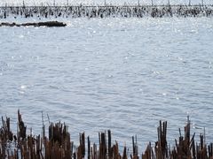 -贡湖湾湿地公园