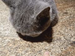 -more than meow吴止猫主题餐厅(承德 中船汇店)