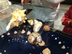 -青岛贝壳博物馆