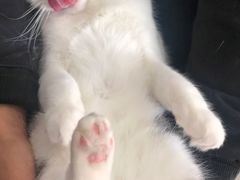 -灵美宠物诊所
