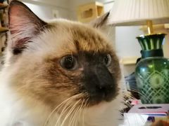 -万小咖.猫咖(中山路天虹店)