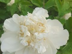 -洛阳市隋唐城遗址植物园