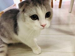 -喵的天空名猫咖啡馆·撸猫·猫舍·用品