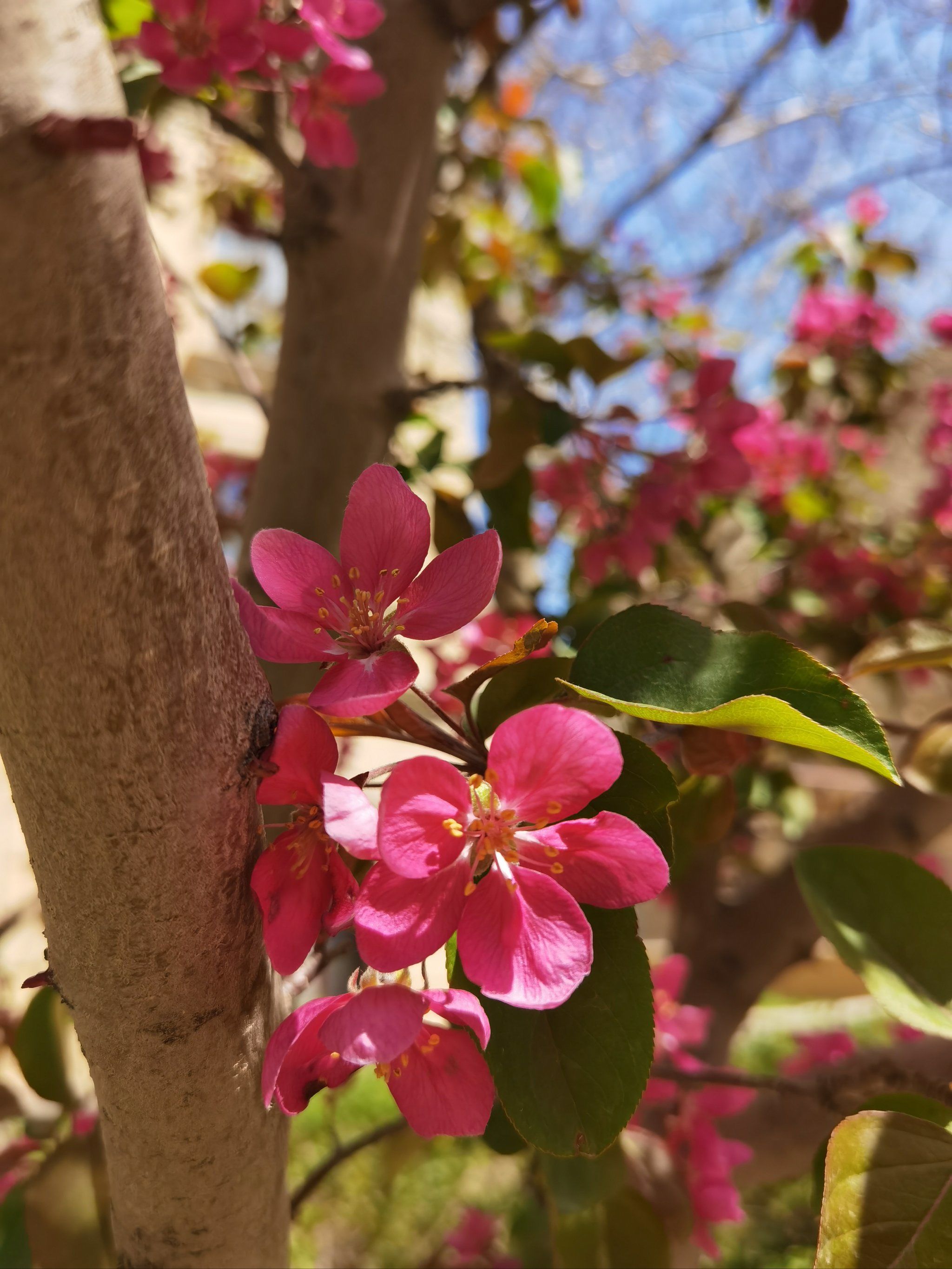 红艳艳的苹果花