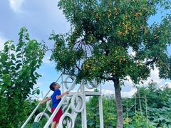-樂桃源奉贤黄桃种植采摘基地