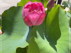 -天津大悲禅院