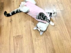 -北京恒爱动物医院(清景园分院)