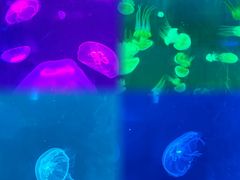 -北戴河圣蓝海洋公园