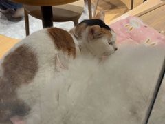 -米乐乖乖猫咪咖啡馆·猫咖(深圳湾后海汇店)