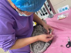 -北京观赏动物医院·24小时大型综合·猫专科·异宠专科