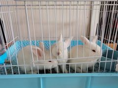-洪湖家庭农场·团建·露营·会议