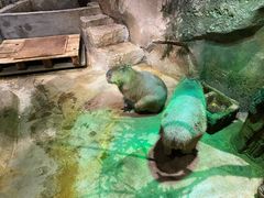 -zoonana室内动物园(东方福来德店)