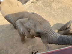 -西霞口神雕山野生动物世界