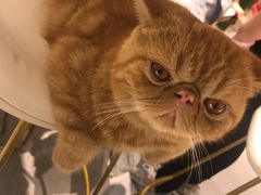 -飞行喵MR PILOT|猫舍·猫咖(静安大融城店)