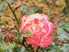 -人民公园(罗湖区)