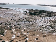 -烟墩角天鹅湖