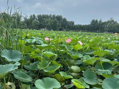 -沈阳市东陵公园