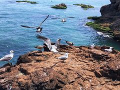 -海驴岛(荣成市)