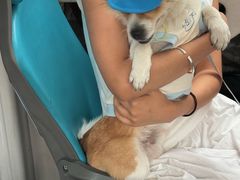 -帕帕拉兹宠物(亚洲旗舰店)