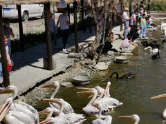 -新疆天山野生动物园