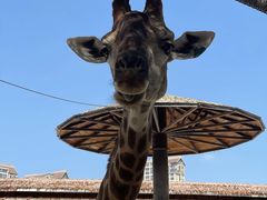 -灵玲国际马戏城