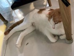 -平行世界·猫咖(首经贸店)