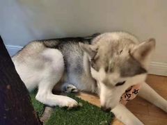 -Husky Go! 哈士奇体验馆·宠物咖啡厅狗咖