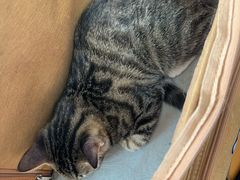 -爱佳宠物中心医院24H·CT·骨外科·猫专科(瑶海万达店)