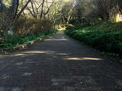-汉拿树木园