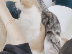 -飞行喵MR PILOT|猫舍·猫咖(静安大融城店)
